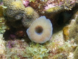 Sponge IMG 5439